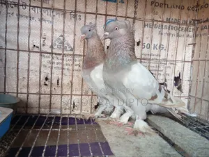 রাজশাহী গিরিবাজ