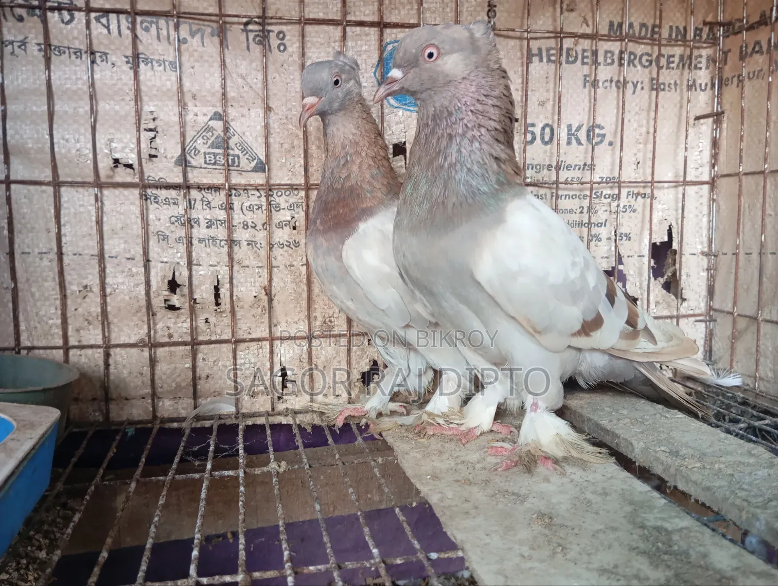 রাজশাহী গিরিবাজ