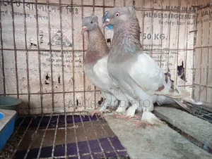 রাজশাহী গিরিবাজ