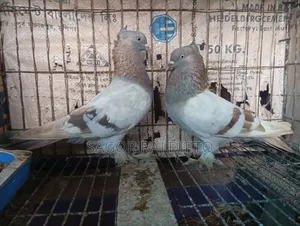 রাজশাহী গিরিবাজ