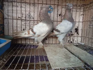 রাজশাহী গিরিবাজ