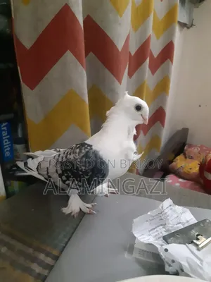 সাটিং কবুতরের নর বিক্রয়