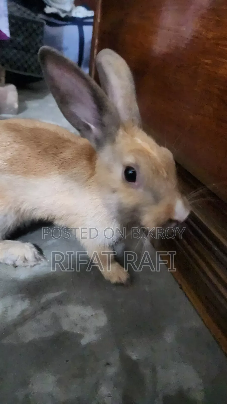ব্রাউন কালার খরগোশ