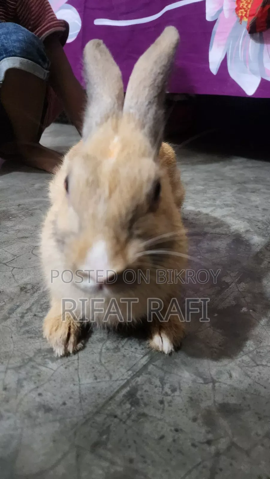 ব্রাউন কালার খরগোশ