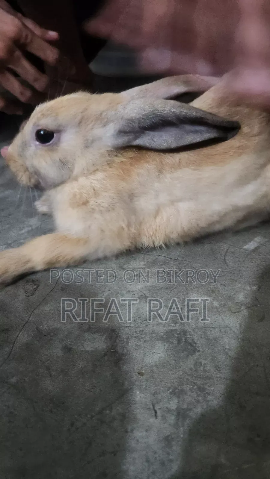ব্রাউন কালার খরগোশ