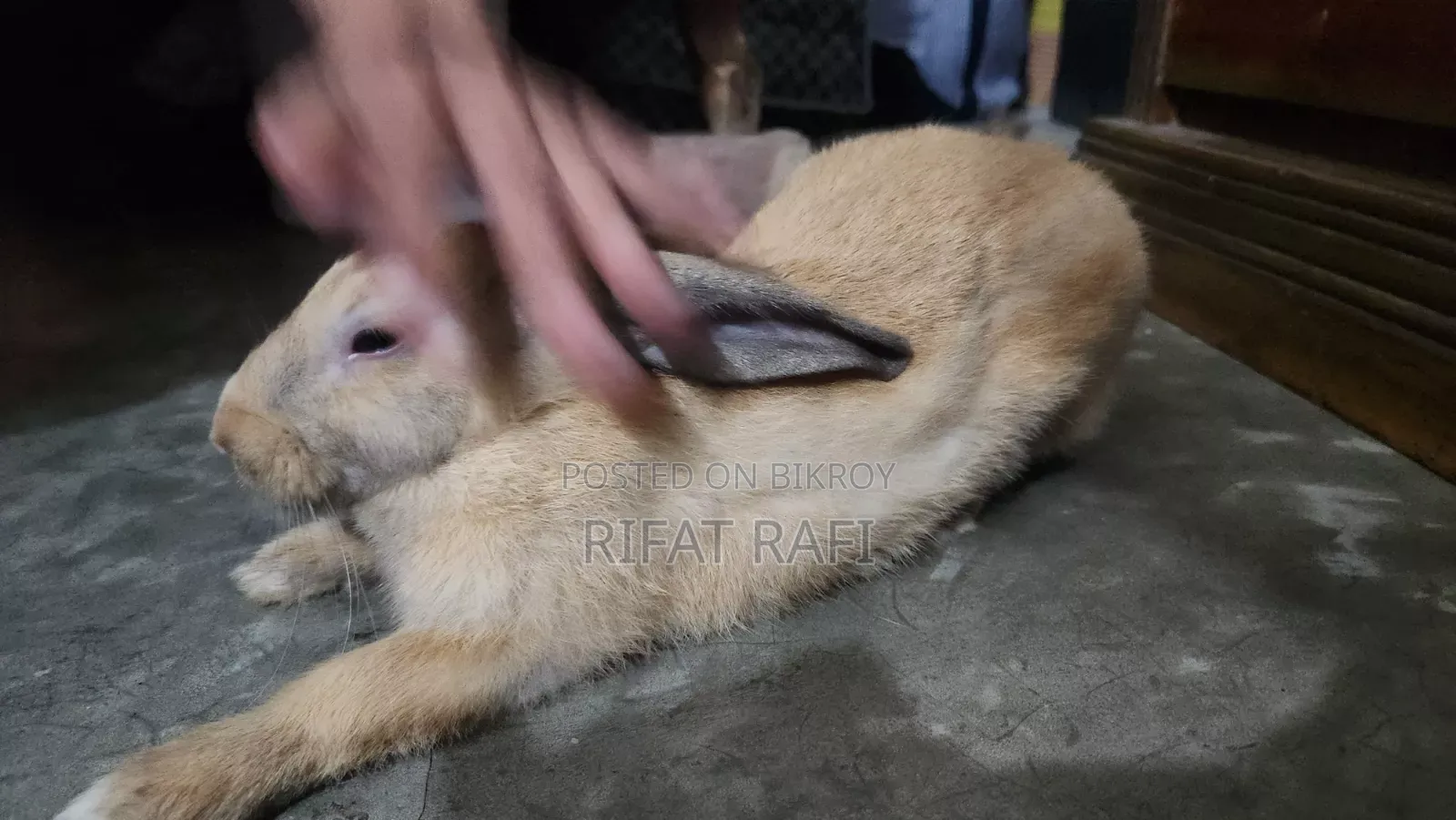 ব্রাউন কালার খরগোশ