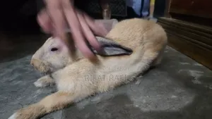 ব্রাউন কালার খরগোশ
