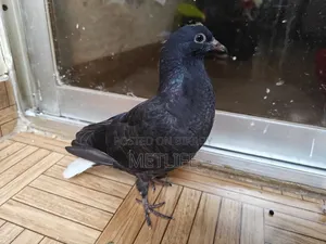 মুসলদম গিরিবাজ বাচ্চা