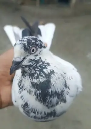 হুমা গ্রীজেল বীগ রানিং নর