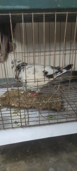 হুমা গ্রীজেল বীগ রানিং নর