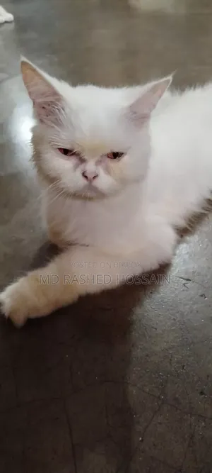 ১+ বছরের খাঁটি জাতের পার্সিয়ান স্ত্রী বিড়াল