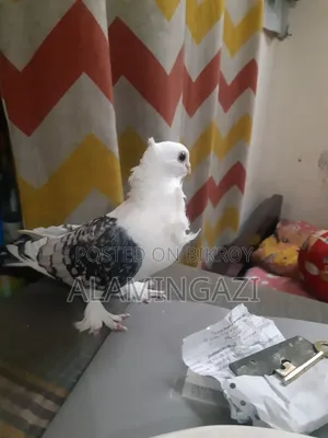 সাটিং কবুতরের নর বিক্রয়