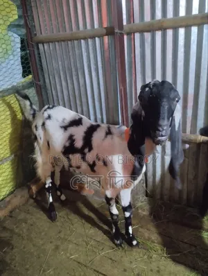 A Running Goat for Sale