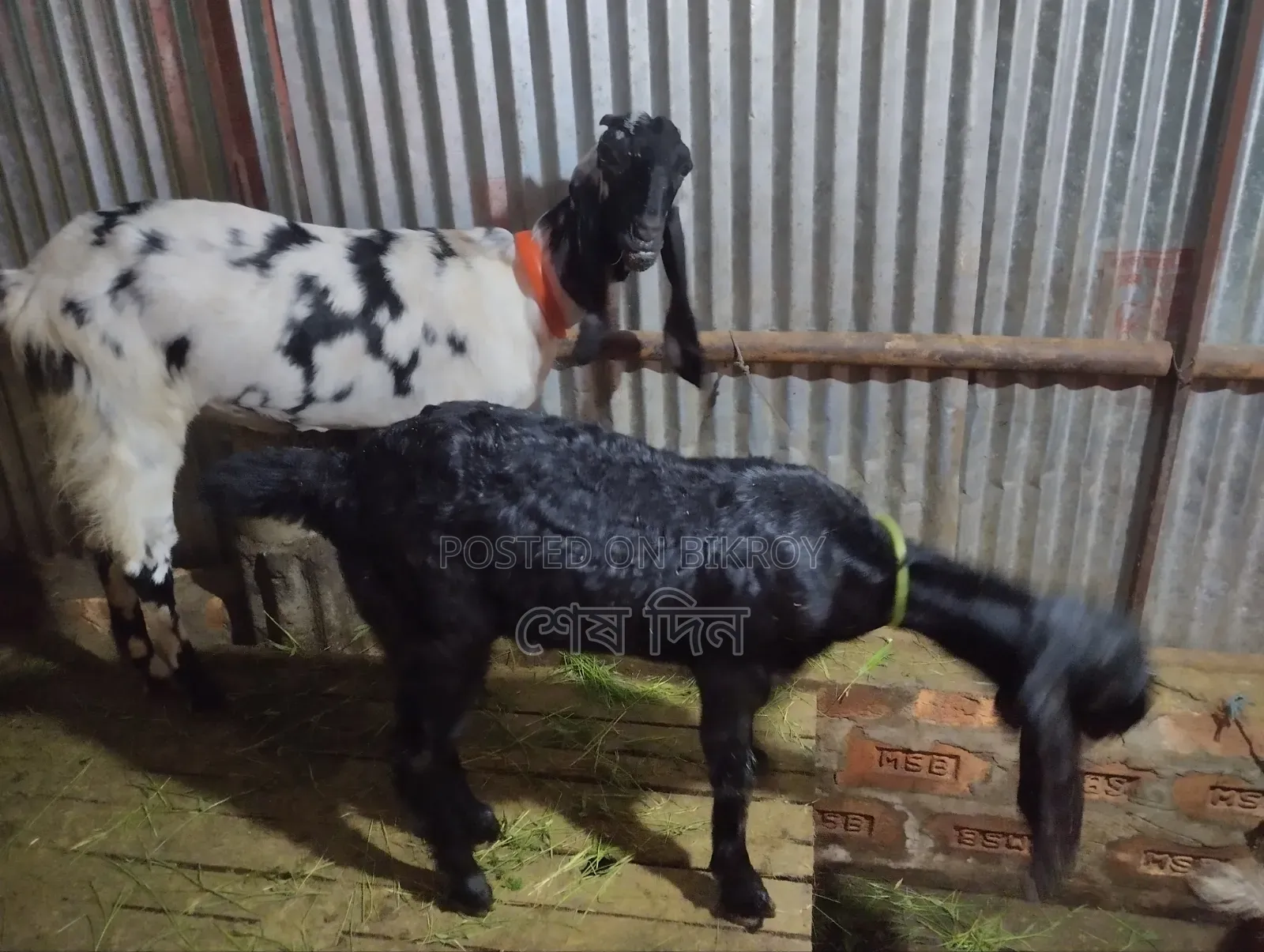A Running Goat for Sale