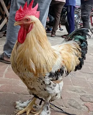 ব্রাহমা মোরগ বিক্রয় করা হবে