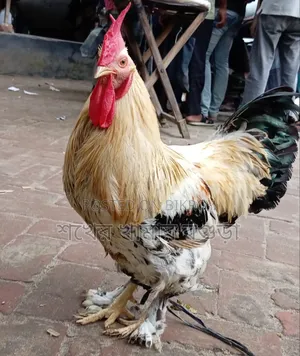 ব্রাহমা মোরগ বিক্রয় করা হবে