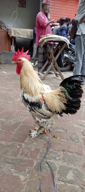 ব্রাহমা মোরগ বিক্রয় করা হবে