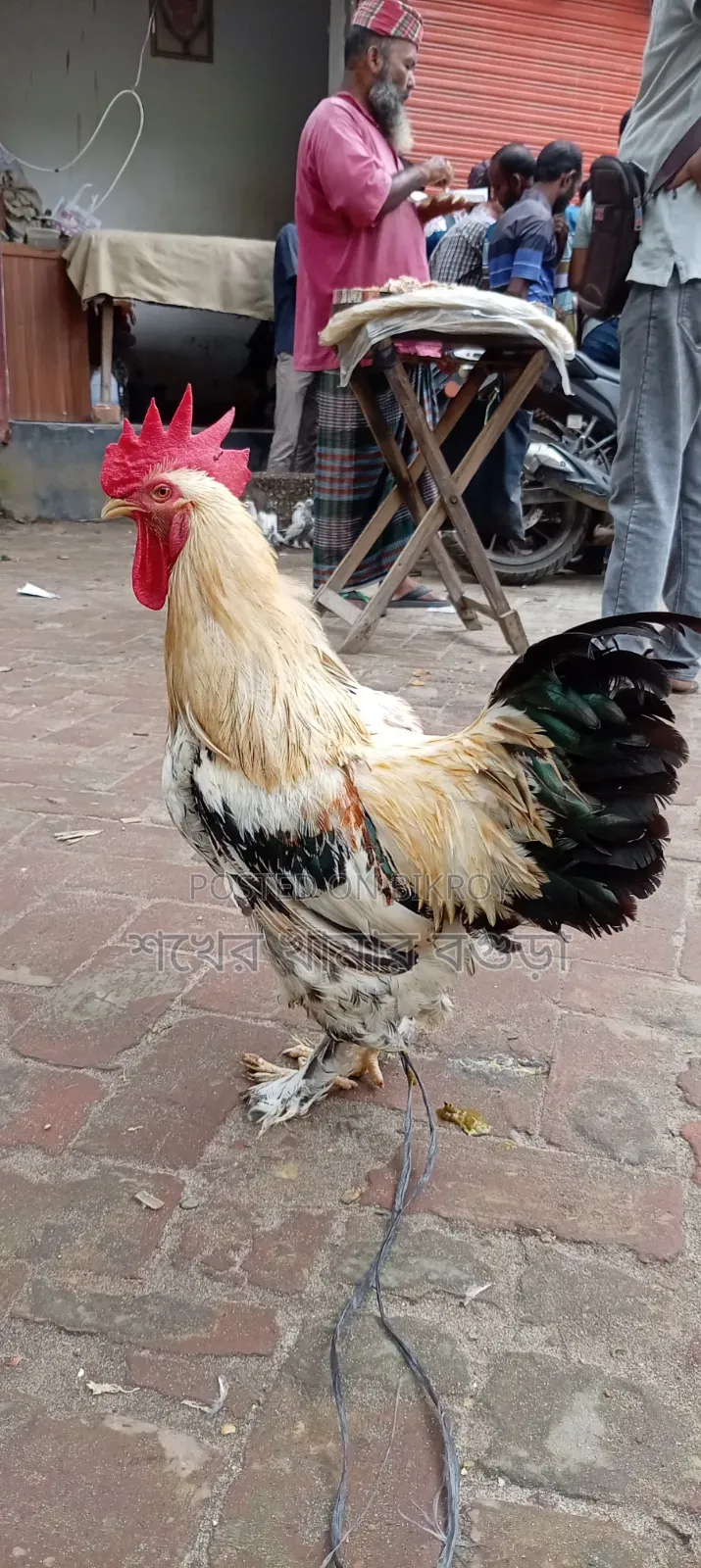 ব্রাহমা মোরগ বিক্রয় করা হবে