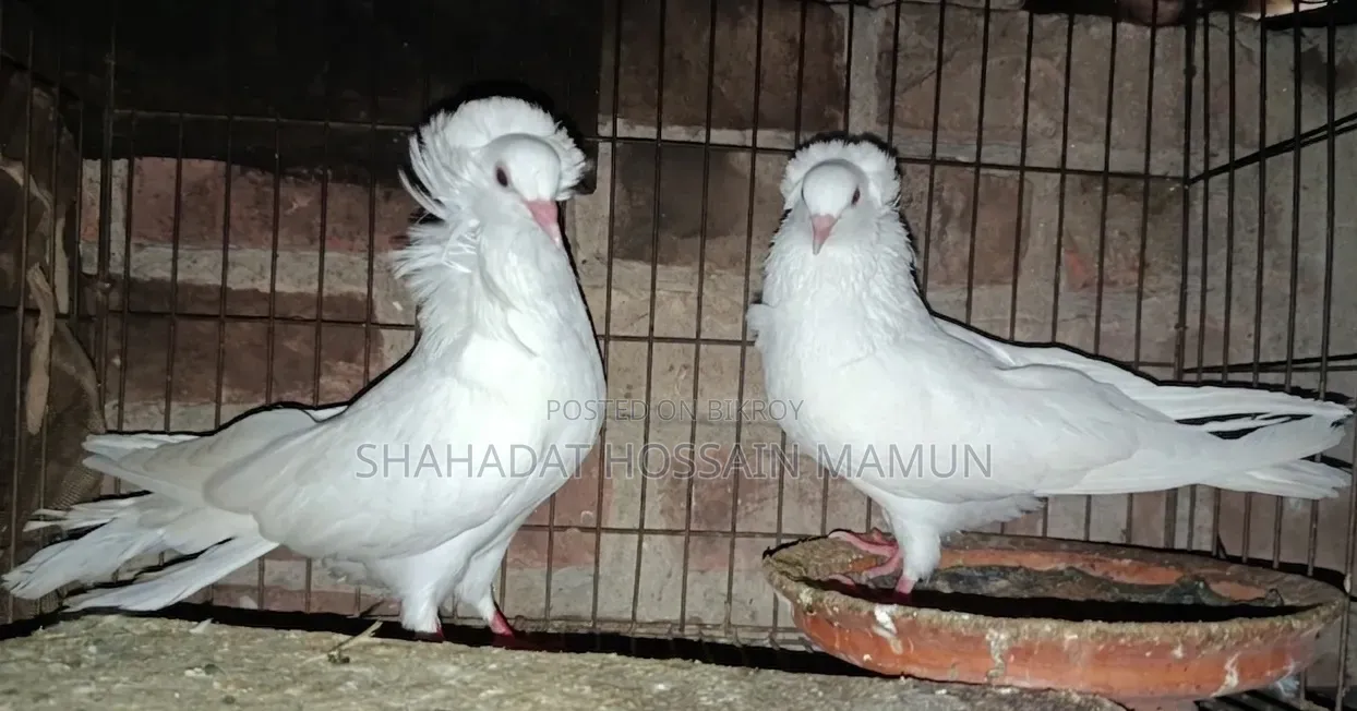 সাদা বোম্বাই