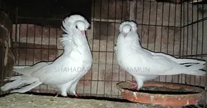 সাদা বোম্বাই