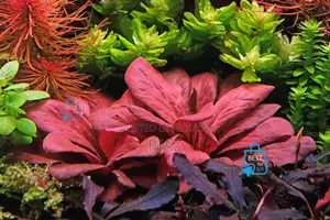 Aquarium Live Plant and Soil and Aquarium Shrimp for Your Tank