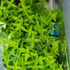 Aquarium Live Plant and Soil and Aquarium Shrimp for Your Tank