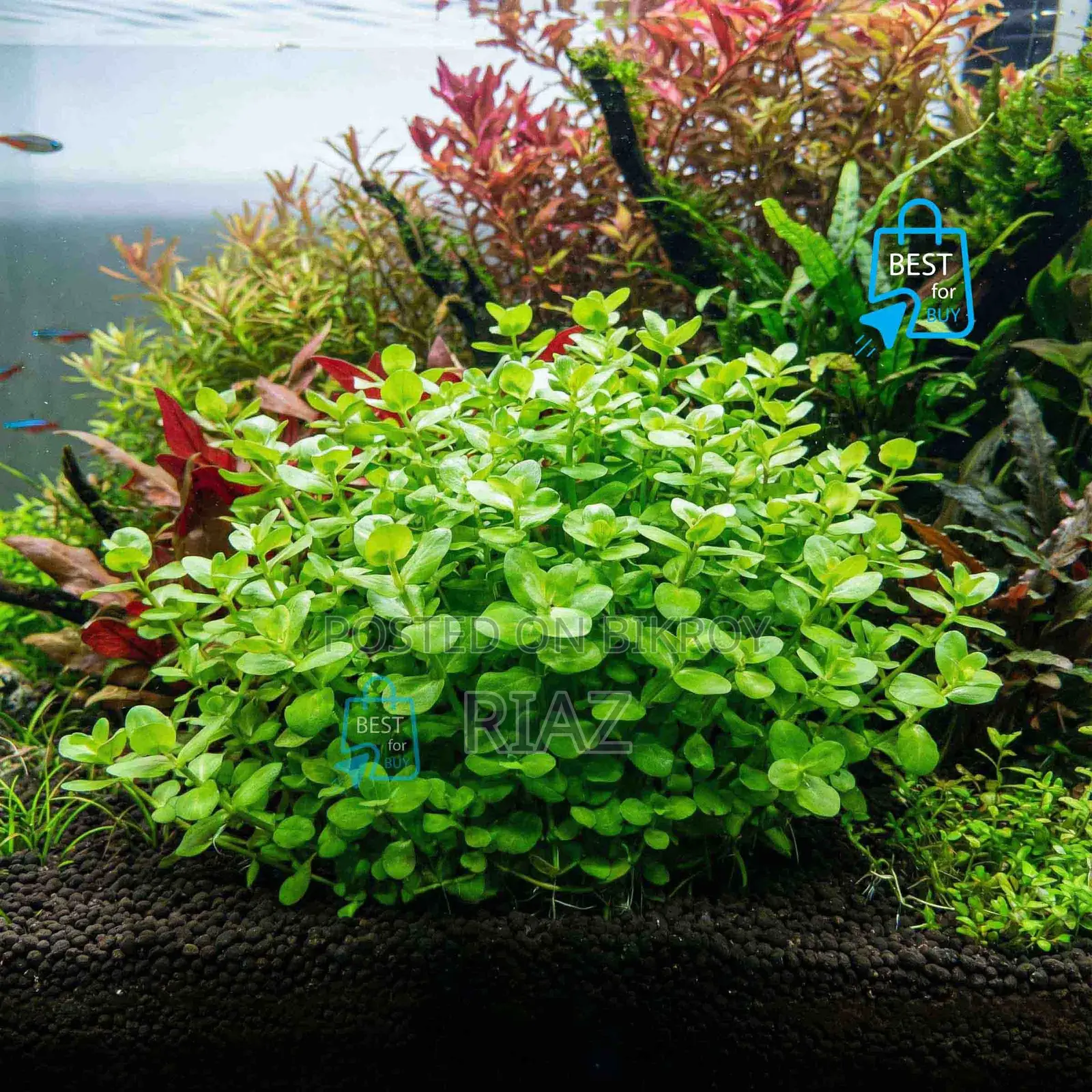 Aquarium Live Plant and Soil and Aquarium Shrimp for Your Tank