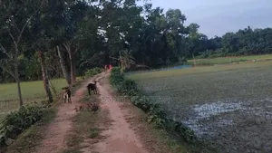 28 Bighas of Land for Sale