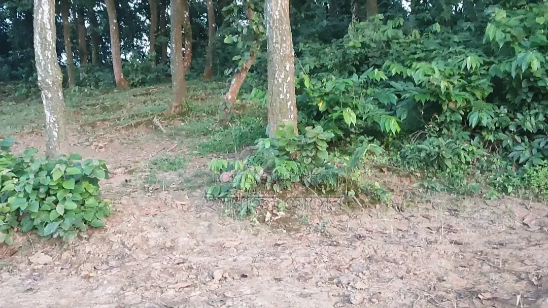 28 Bighas of Land for Sale