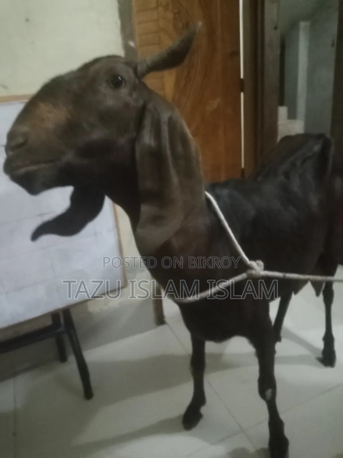 মেয়ে রাম ছাগল