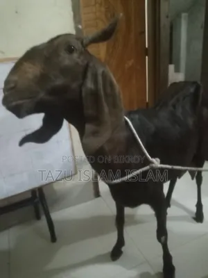 মেয়ে রাম ছাগল