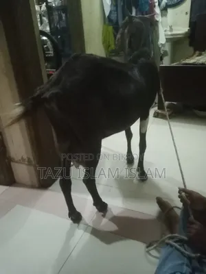 মেয়ে রাম ছাগল