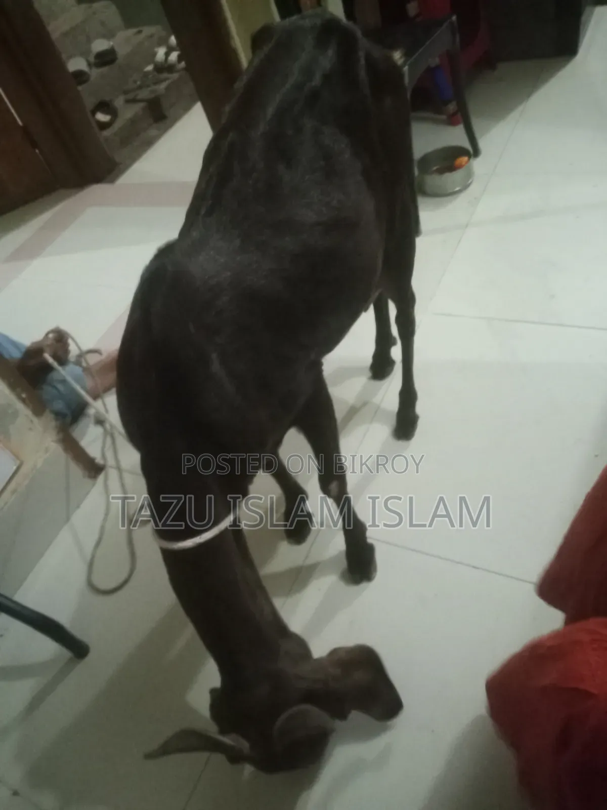মেয়ে রাম ছাগল