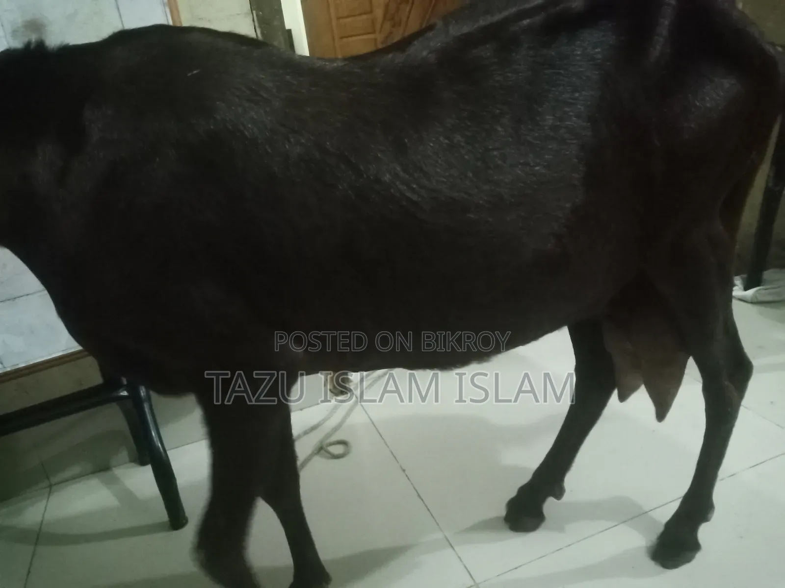 মেয়ে রাম ছাগল