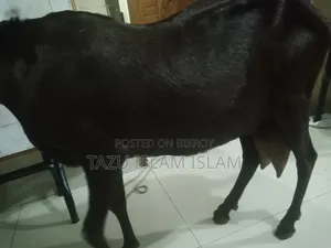 মেয়ে রাম ছাগল