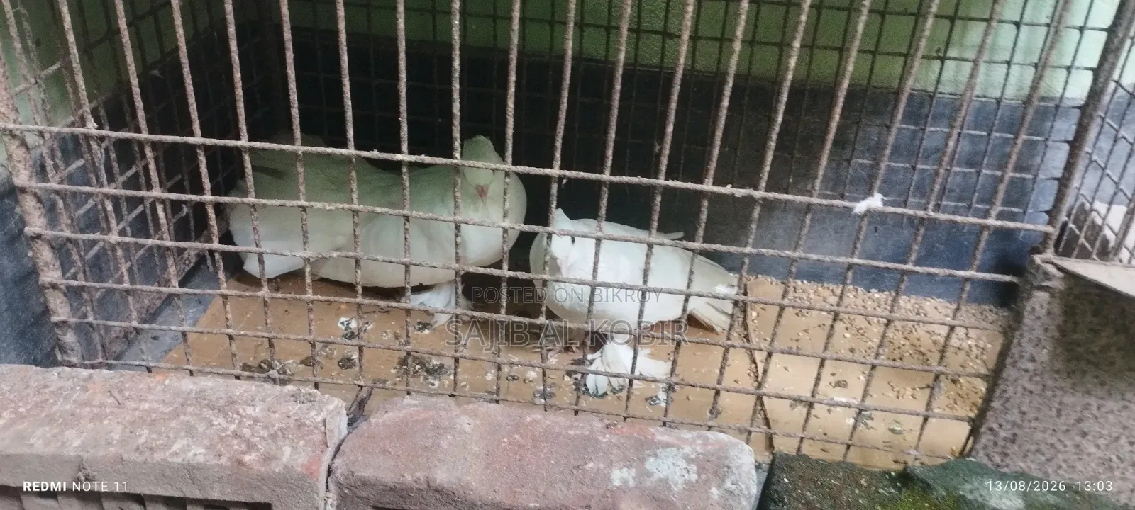 Very beautiful pigeon.