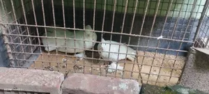 Very beautiful pigeon.
