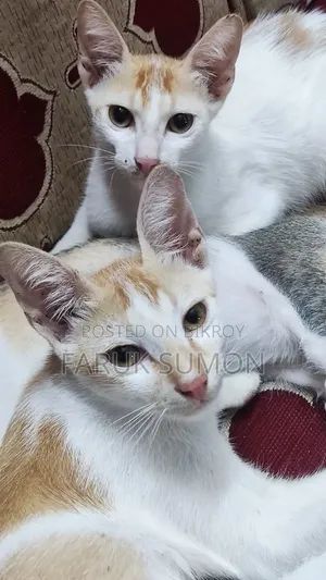 ৩-৬ মাস বয়সী পুরুষ মিক্সড ব্রিড বেঙ্গল
