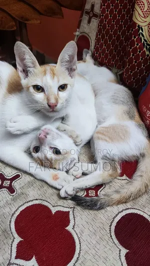 ৩-৬ মাস বয়সী পুরুষ মিক্সড ব্রিড বেঙ্গল