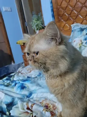 ৬-১২ মাস বয়সী পুরুষ পিওরব্রেড এক্সোটিক