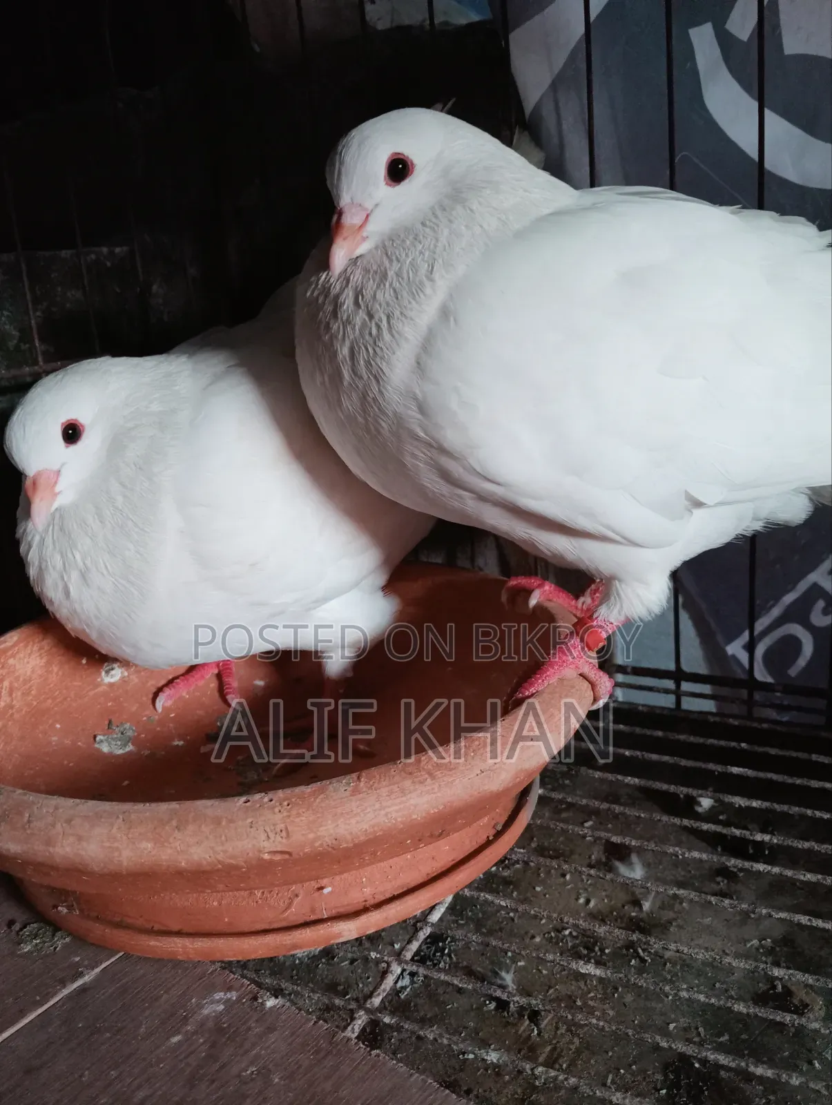 বিগ সাইজ হোয়াইট কিং কবুতর