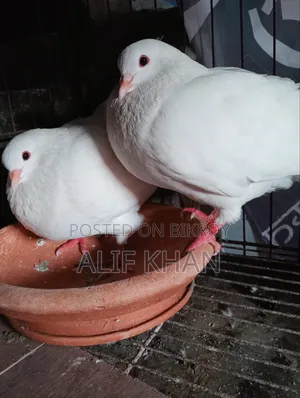 বিগ সাইজ হোয়াইট কিং কবুতর