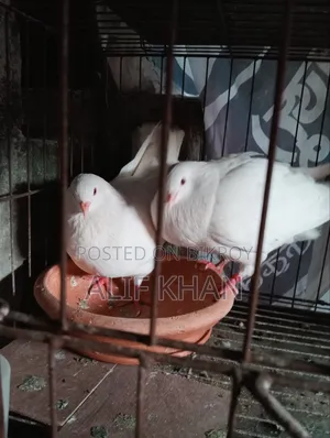 বিগ সাইজ হোয়াইট কিং কবুতর