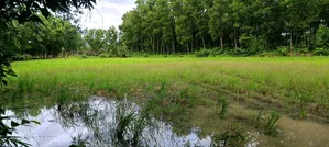 65% Land for Sale at Throwaway Price