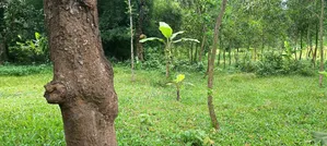 65% Land for Sale at Throwaway Price