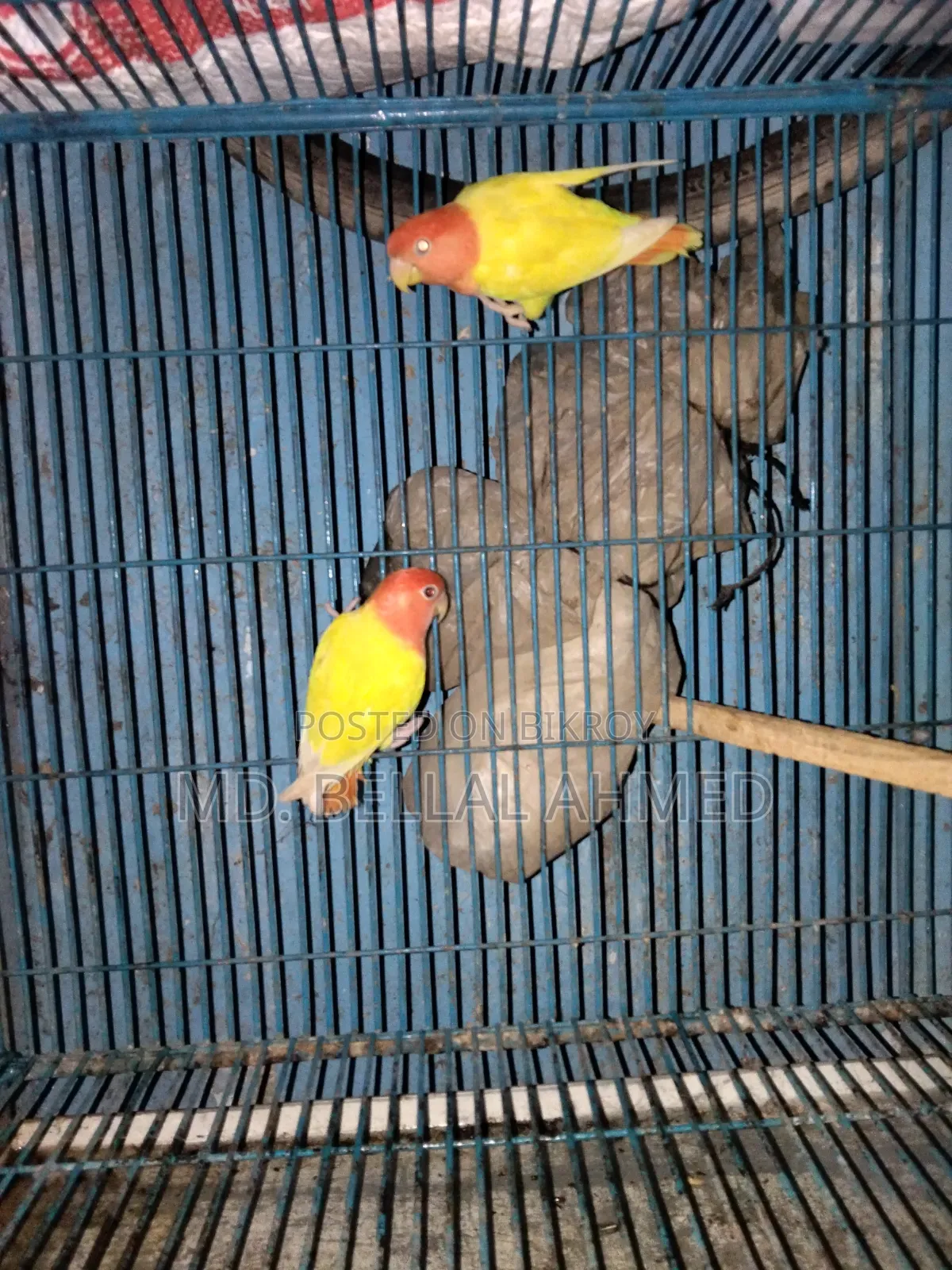 লুটিনো অপালিন লাভ বার্ড মাস্টার জোড়া