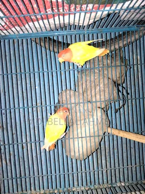 লুটিনো অপালিন লাভ বার্ড মাস্টার জোড়া