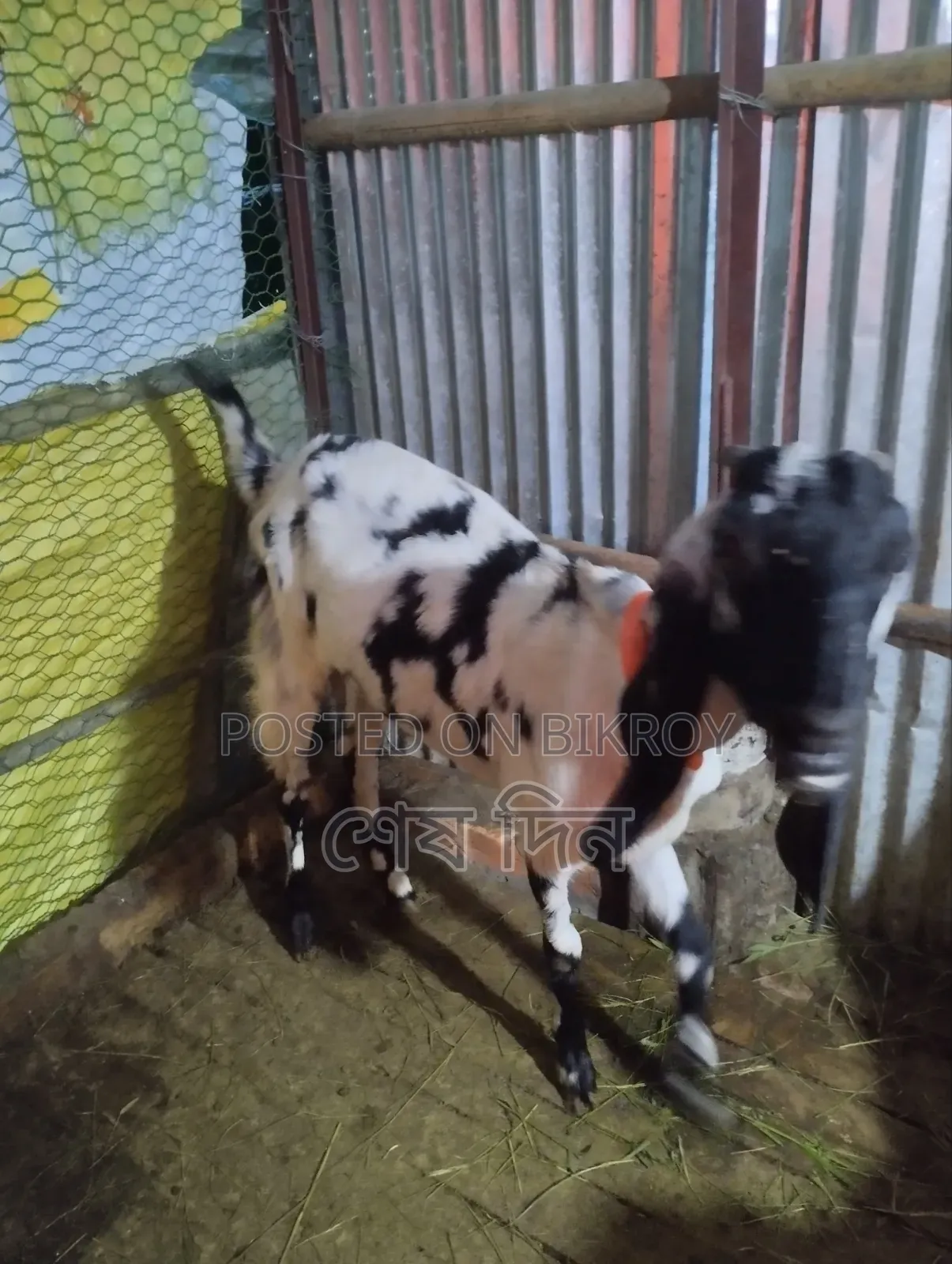 A Running Goat for Sale