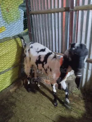 A Running Goat for Sale