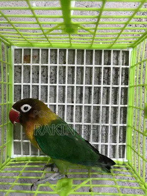 লাভবার্ড পাখি